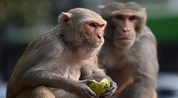 وفاة هندي أرعبته قردة شرسة