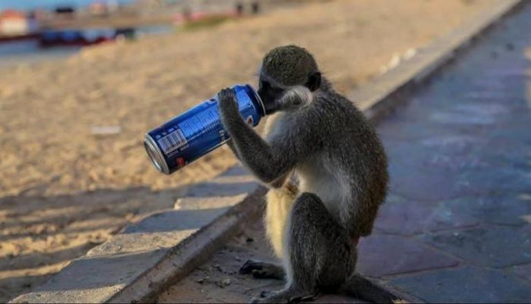 نسناس يثير الفزع في الإسكندرية.. والشرطة