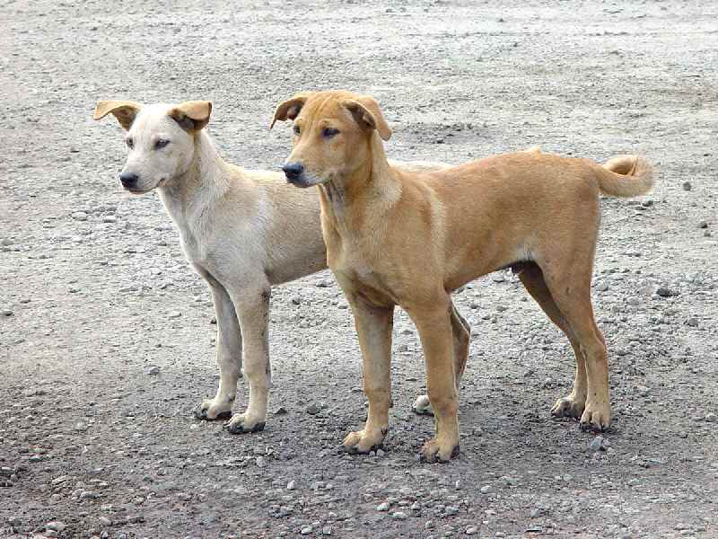 كلب ضال يعقر 4 مواطنين في