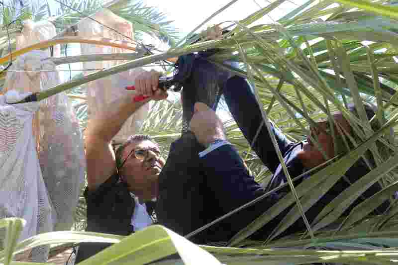 وزير الزراعة يطلق موسم جني التمور