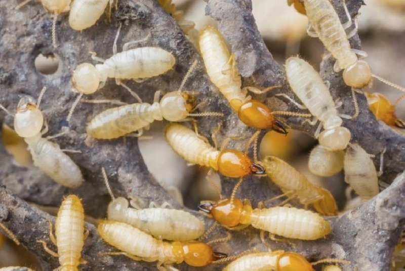 النمل الابيض بنتشر في معان