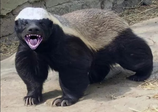 أهالي اذرح يقتلون غريرا ارعب اطفالهم