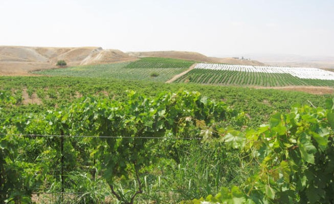 مجلس الوزراء يوافق على تعديل اسس