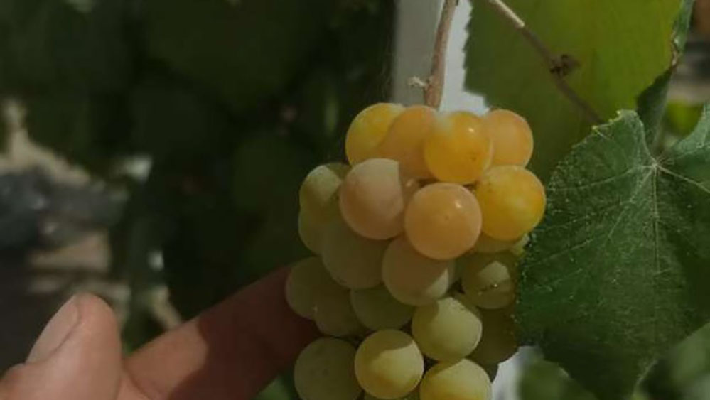 أغرب فاكهة في مصر .. عنب