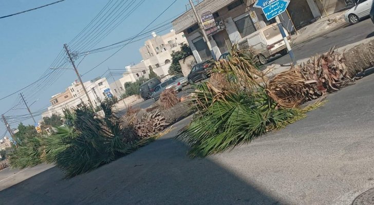 لماذا أزالت بلدية إربد الأشجار من