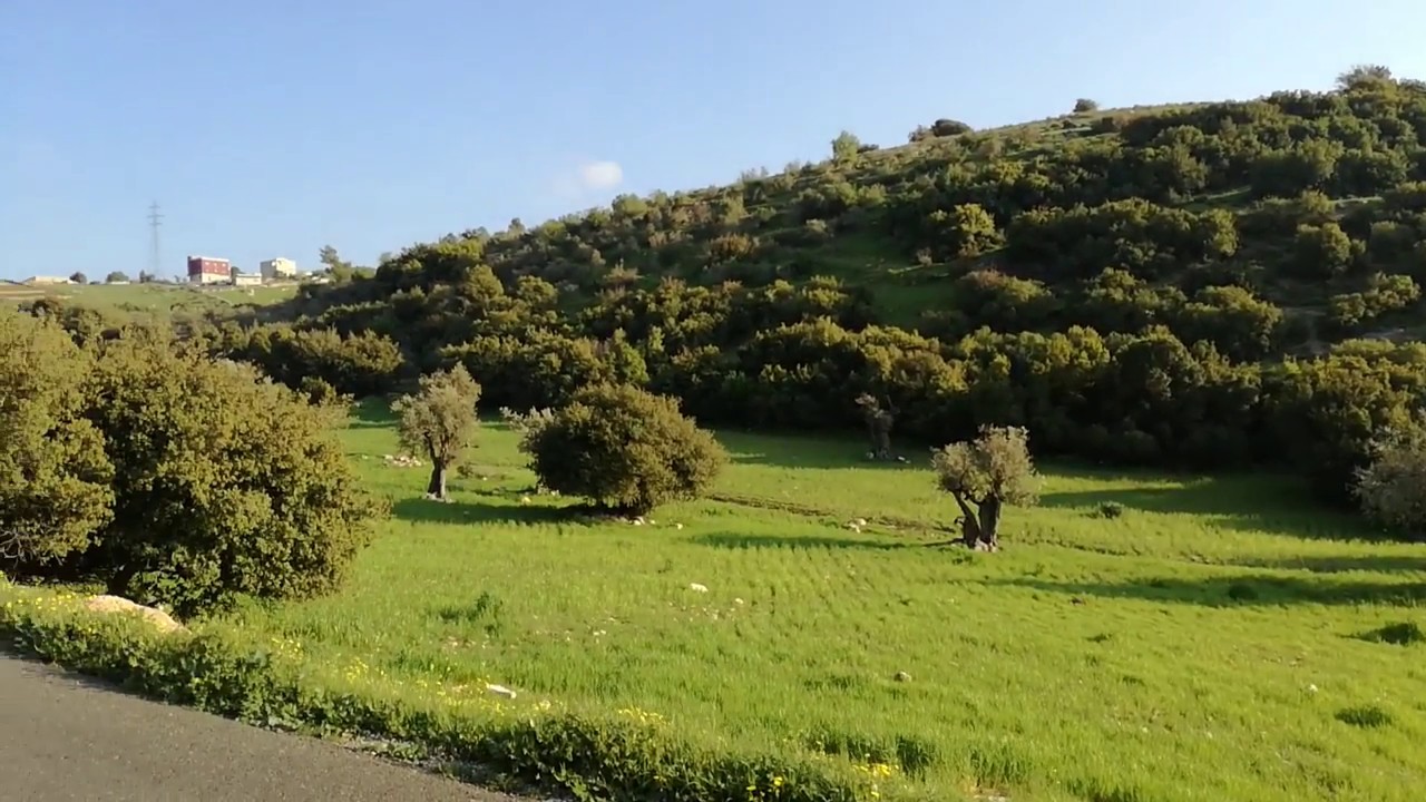 ضبط مركبة محملة بأحطاب حرجية بلواء