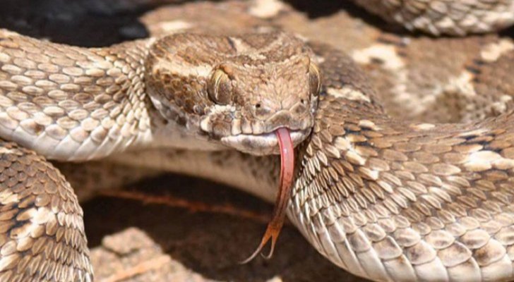 أفاع تتسبب بتعطيل الدوام في مدرسة