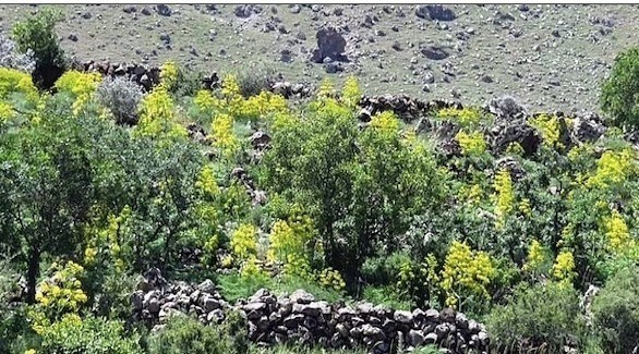 اكتشاف نبات معجزة يعمل كعلاج شامل