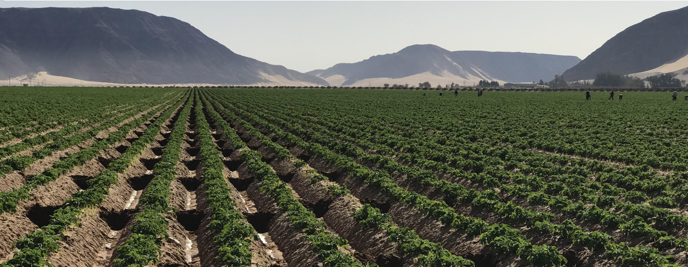 توقع بتأخر الزراعة الشتوية مع استمرار