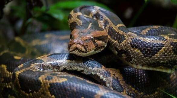 بسرواله.. أمريكي يهرّب 3 ثعابين عبر