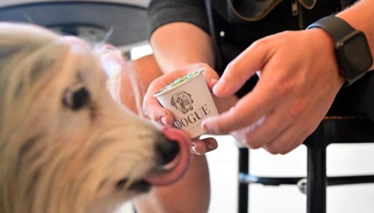 عالم فاجر.. مطعم للكلاب في أمريكا