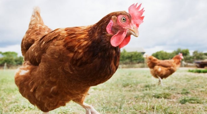 سوريا ترغب بالاستفادة من التجربة الأردنية