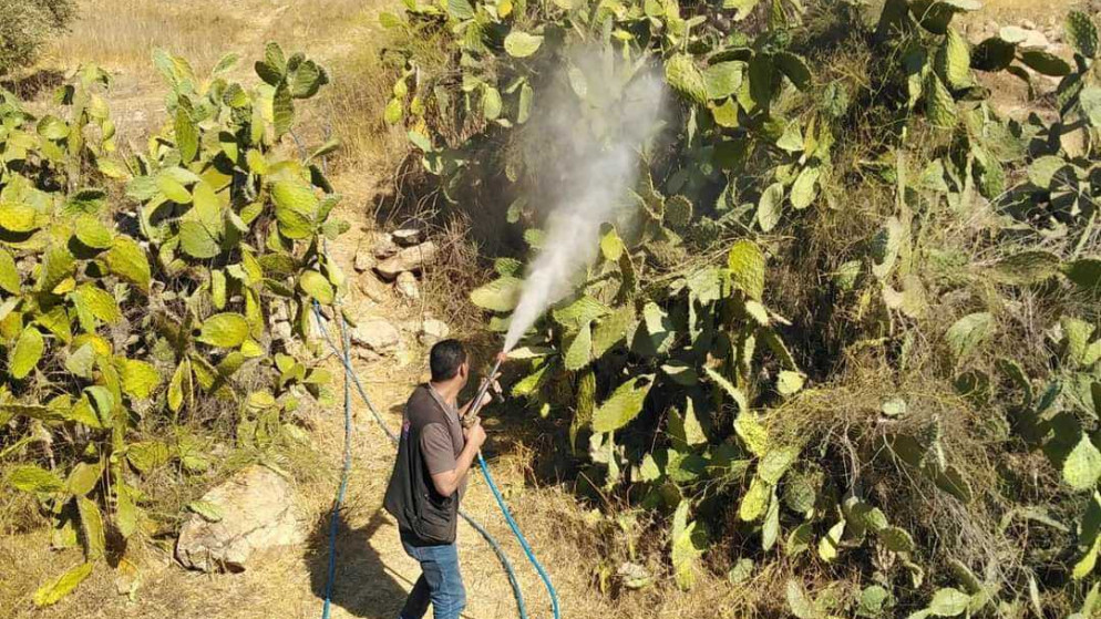 حملة لمكافحة حشرة البق القرمزي على