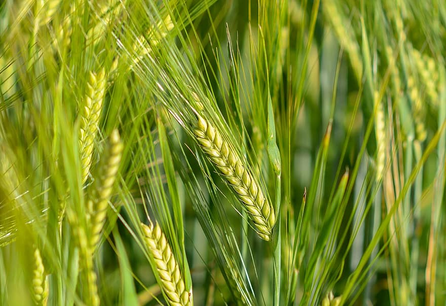 العسعس : الأردن لم يشتر أي