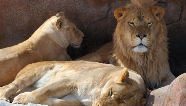 جرأة لا مثيل لها لسوداني في