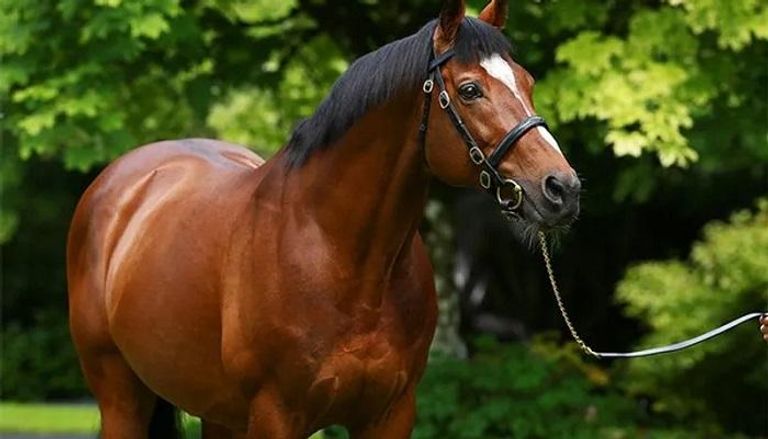 تنمر أم رفق بالحيوان.. منعوها من