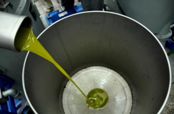 معاصر الزيتون تستقبل الثمار لغايات العصر