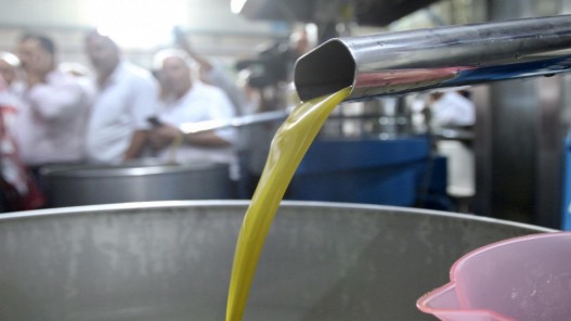 تشكيل لجنة لمراقبة معاصر الزيتون في