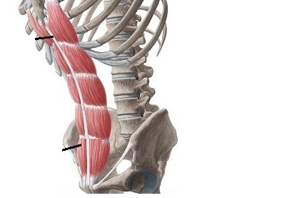 تمارين بسيطة لتقوية عضلات الخصر