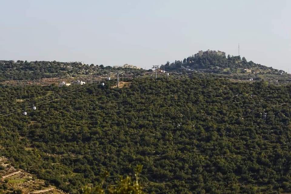 الزراعة: خطة لحماية الأشجار خلال الشتاء