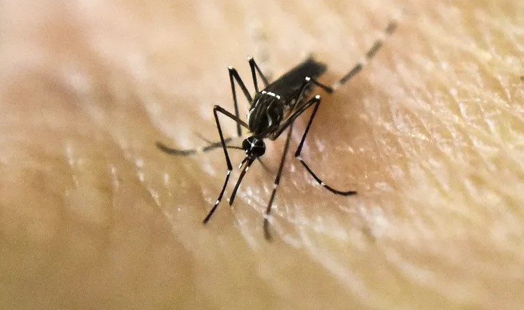 دراسة: بعض الناس مغناطيس للبعوض