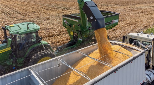 ارتفاع أسعار فول الصويا بعد قفزة