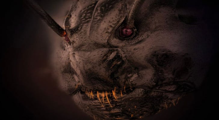 صورة مثيرة للرعب لوجه نملة تفوز