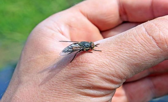 الزراعة تخفض أعداد الذباب في الأغوار