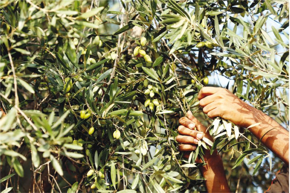 الكرك: قطاف الزيتون موسم للمتعطلين عن