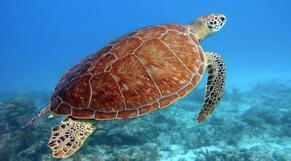 أقدم سلحفاة بحرية في العالم تقضي