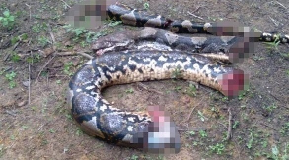 ثعبان يبتلع خمسينية حية بإندونيسيا