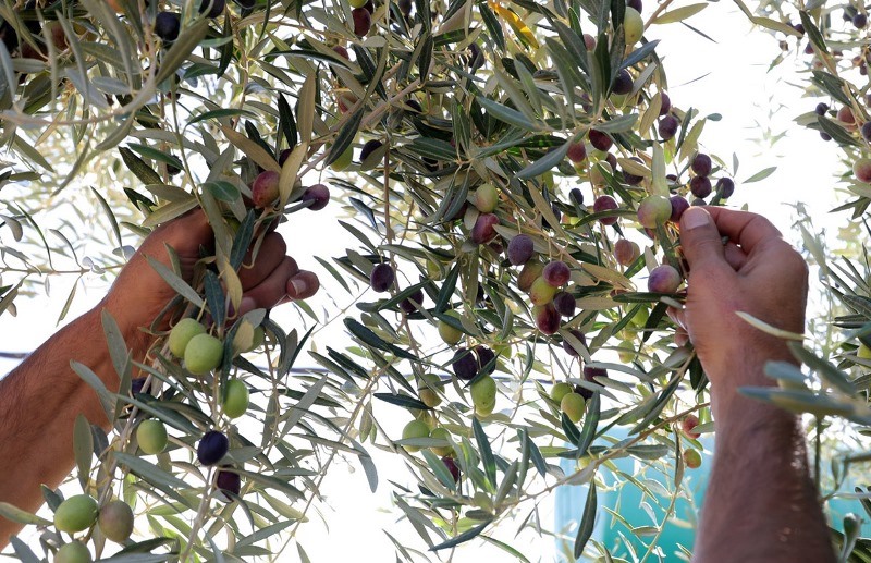 بدء فعاليات مهرجان الزيتون العجلوني