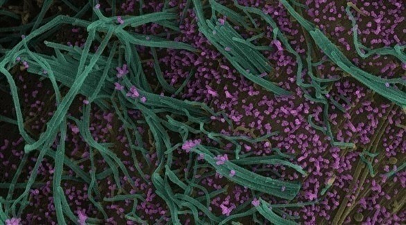 فيروس الأنفلونزا يستطيع الاندماج مع المخلوي