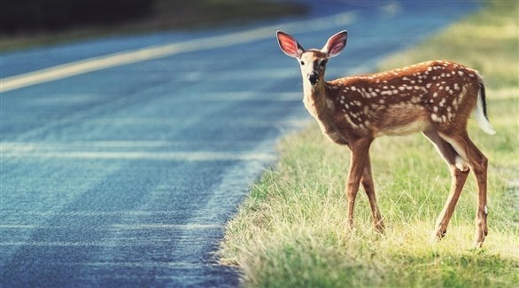 غزال يتسبب في وفاة شخصين بحادث