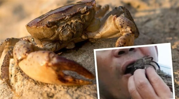 أب يبتلع سلطعونا حيّا انتقاما لابنته