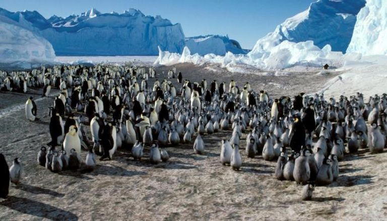 الإمبراطور في خطر.. التغير المناخي يهدد