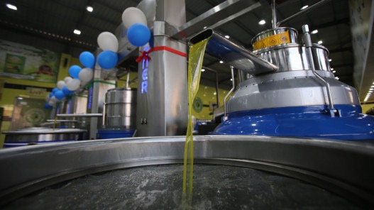 وزارة الزراعة: إدخال زيت الزيتون من