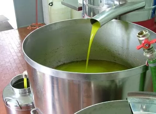 خبير زيتون يوجه رسالة للمواطنين عبر