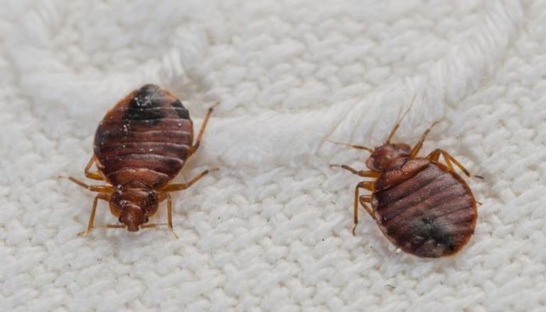 عمرها 100 مليون عام.. أحفورة جديدة