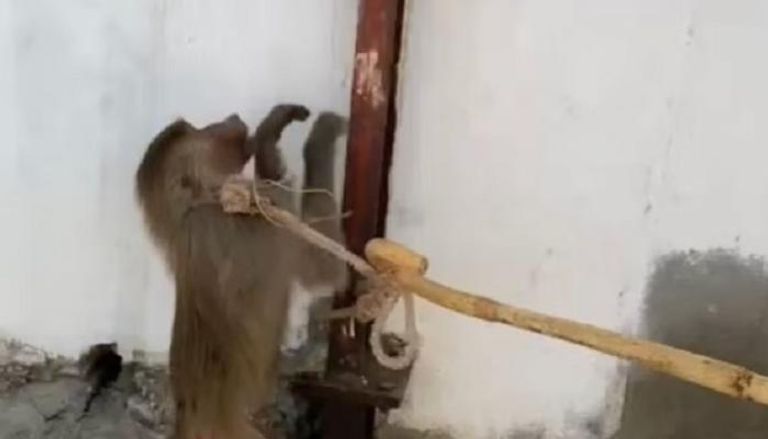 أحدها أطبق يده على فكيه.. قرود