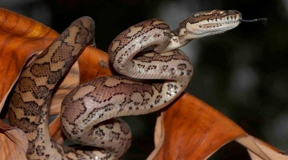 طفل في الخامسة ينجو من لدغة