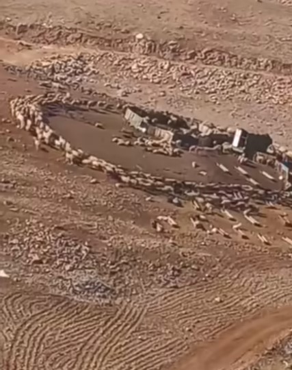 في الأردن.. الأغنام تدور حول نفسها