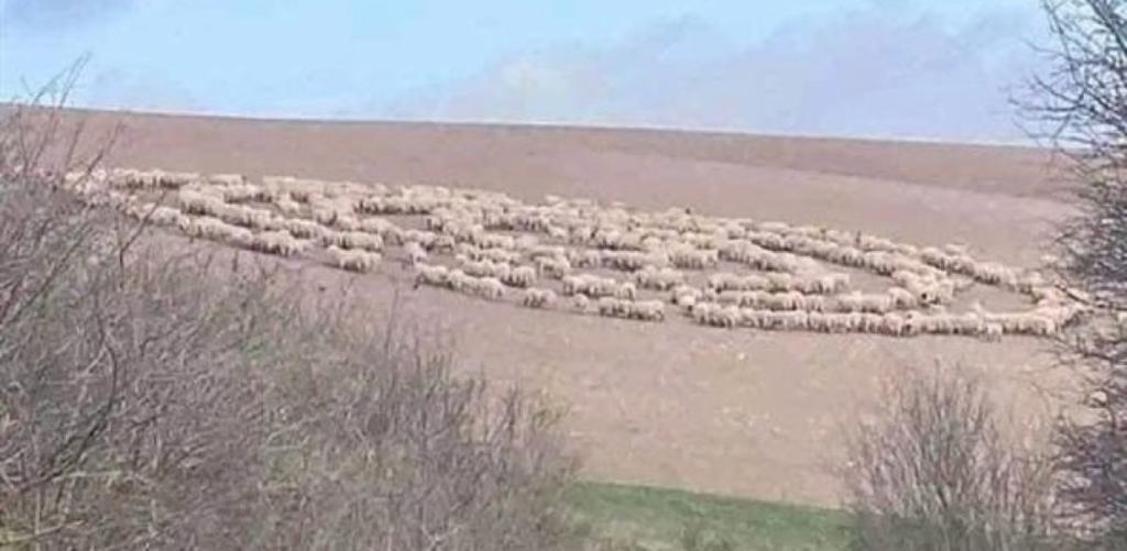 مجاهد: لهذا دارت أغنام الكرك حول