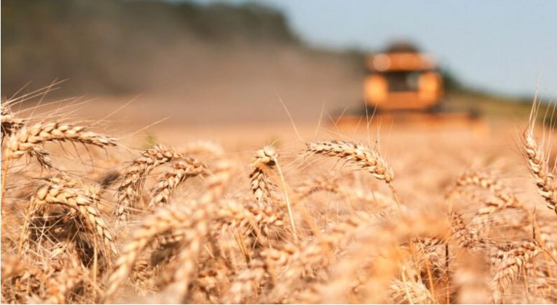 الطراونة: مخزون الصوامع بوضع آمن