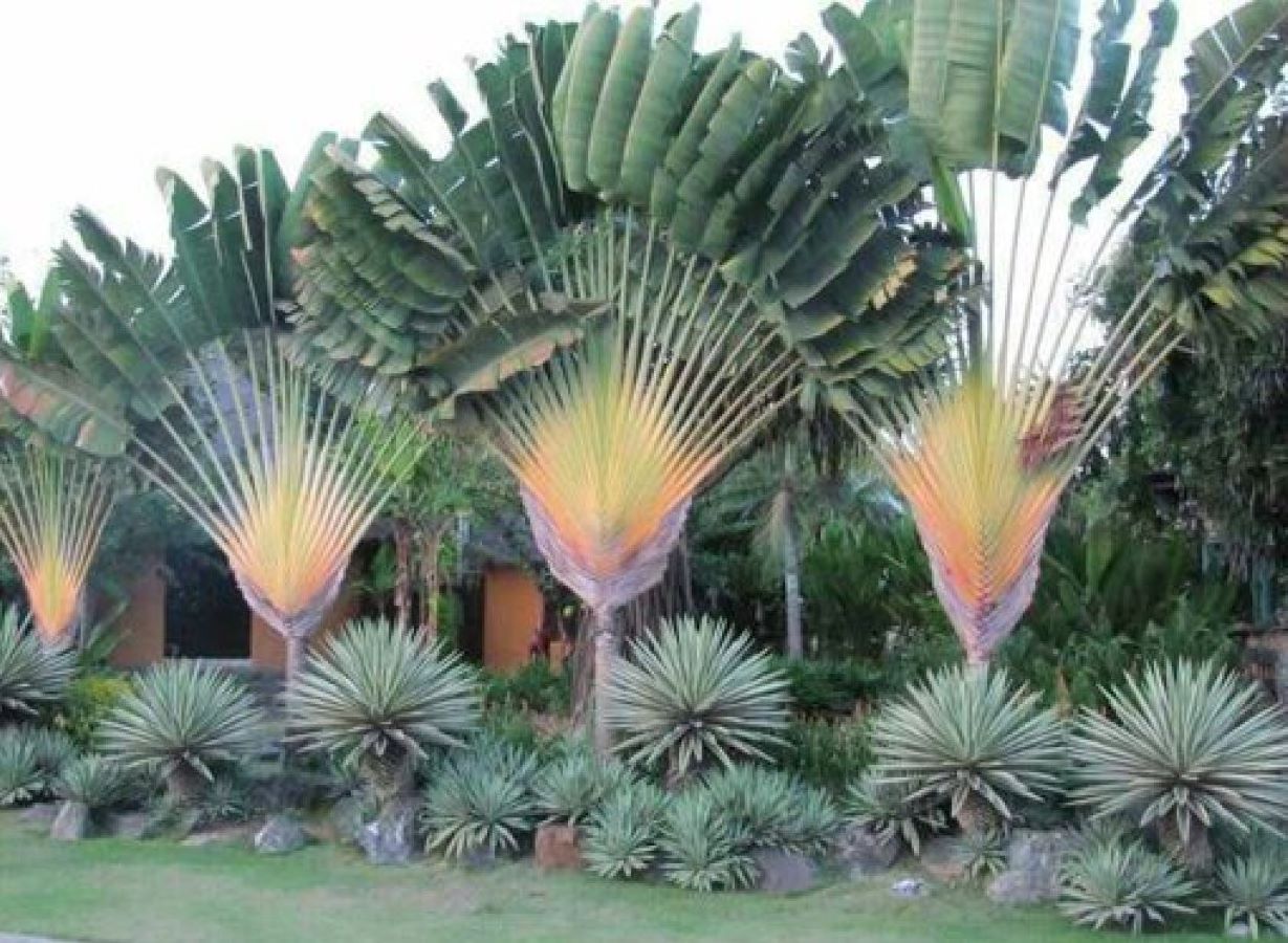 على رأسها الموز الكاذب واللبلاب.. 7