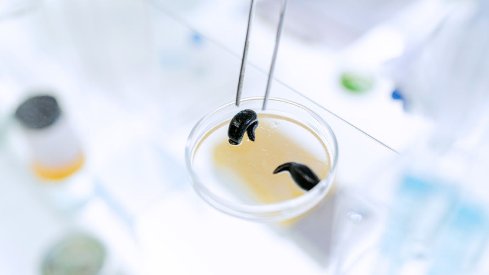 اكتشاف العلق اللغز في القطب الشمالي