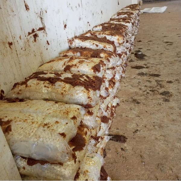 مخبأة داخل عجينة تمر.. الأردن يحبط