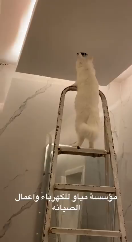 قطة تحاول مساعدة مربيها في إصلاح