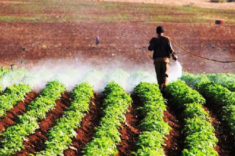 الأمطار تنعش آمال مزارعي الأغوار الشمالية