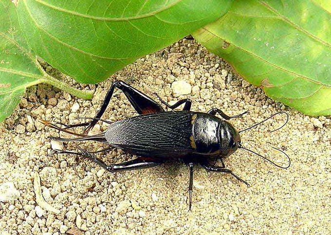 مختص: صرصور الحقل صالح للأكل وقيمته